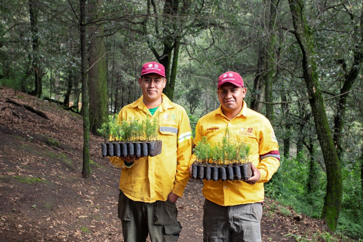 15 Reforestacion 02